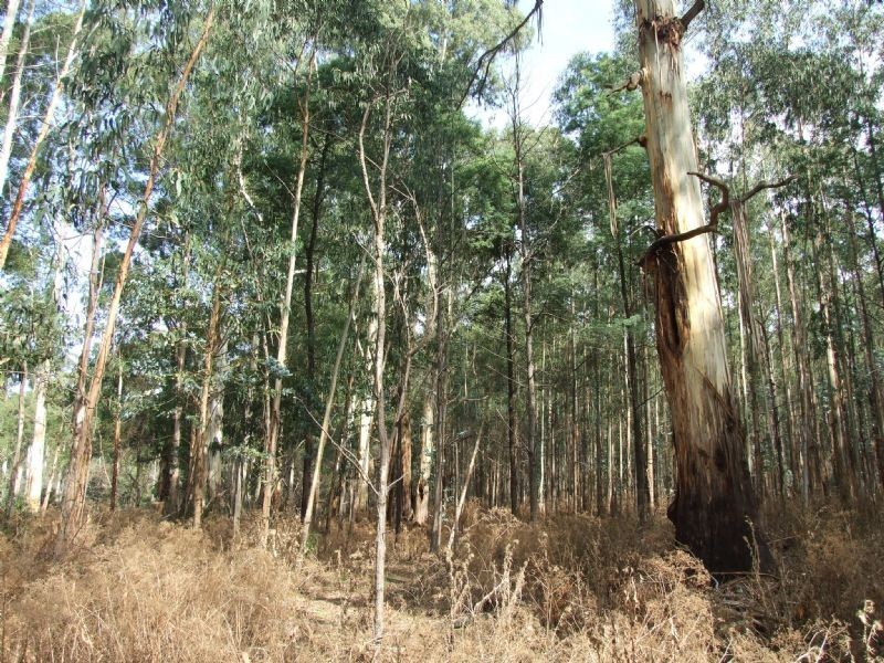 Lot 15 Rusks Road, Erica VIC 3825