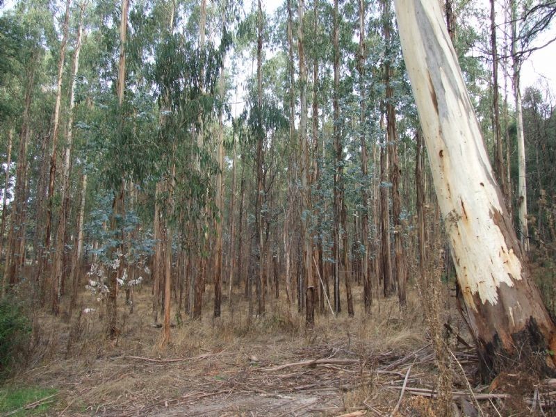 Lot 15 Rusks Road, Erica VIC 3825