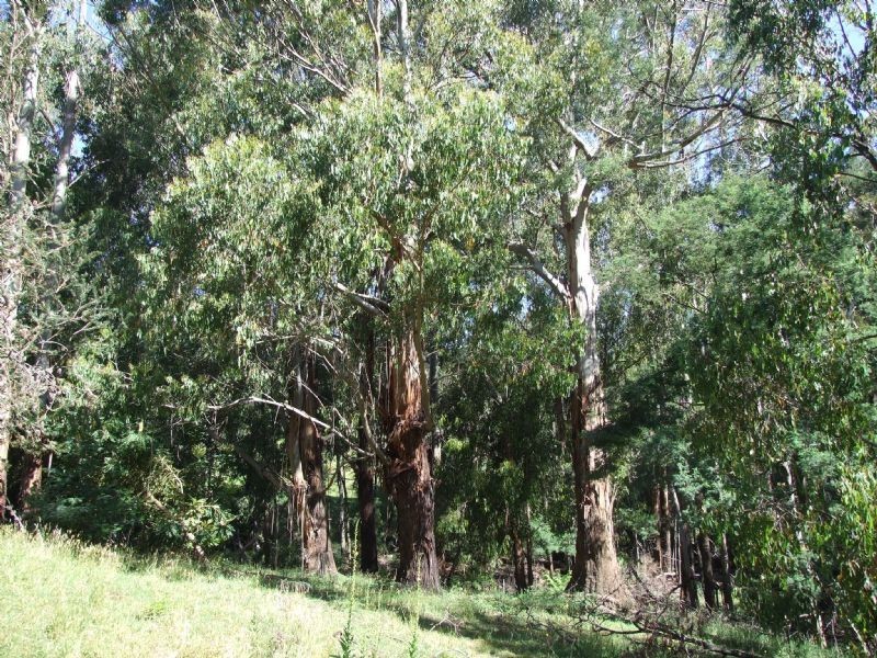 2 Whitelaw Court, Rawson VIC 3825