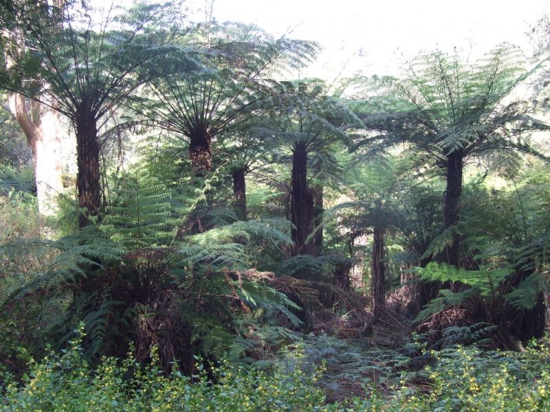 Finns Track, Rawson VIC 3825