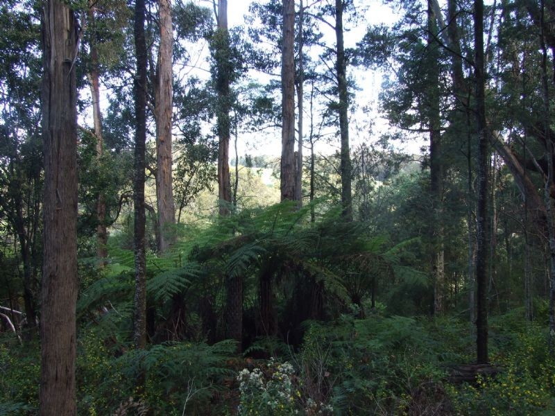 Finns Track, Rawson VIC 3825