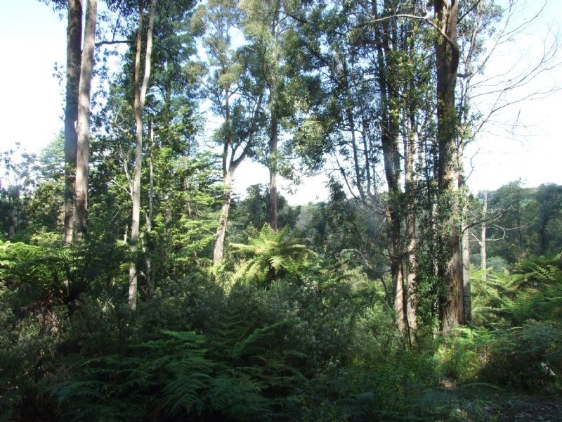 Finns Track, Rawson VIC 3825