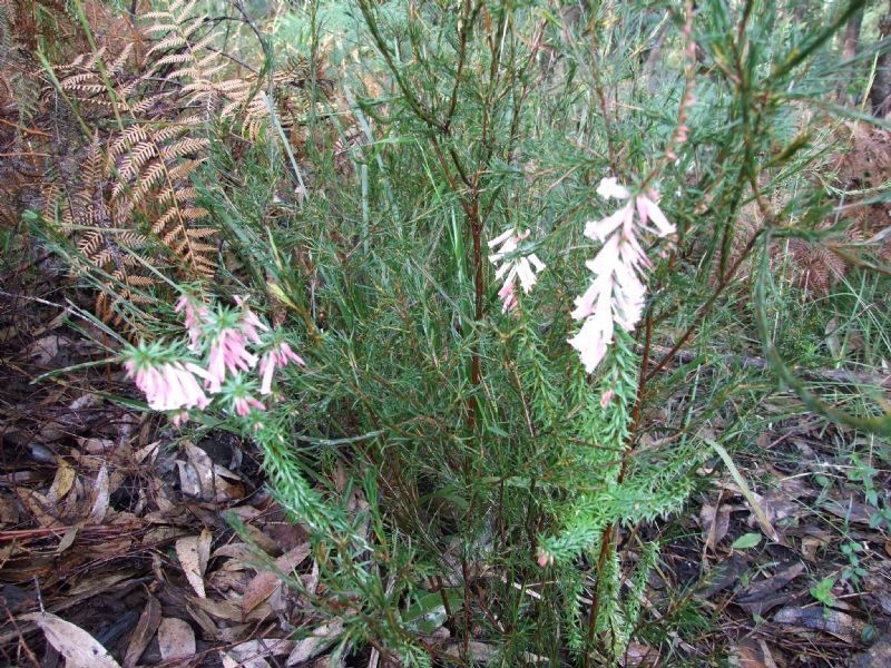 Lot 57 Linkside Court, Yallourn Heights, Newborough VIC 3825