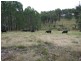 106 Thalloo Road, THALLOO, Tanjil South VIC 3825