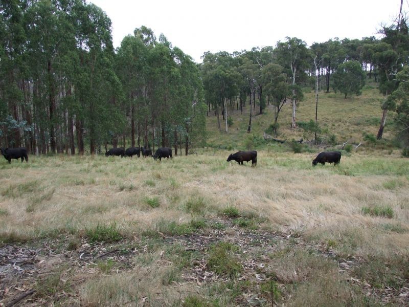 106 Thalloo Road, THALLOO, Tanjil South VIC 3825