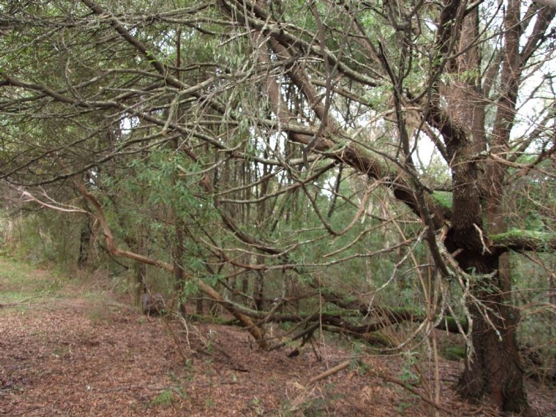 15 Yasmin Drive, Hernes Oak VIC 3825