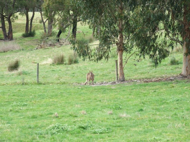 104 Thalloo Road, THALLOO, Tanjil South VIC 3825