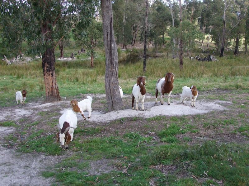 104 Thalloo Road, THALLOO, Tanjil South VIC 3825