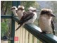 92 Church Hill Road, Walhalla VIC 3825