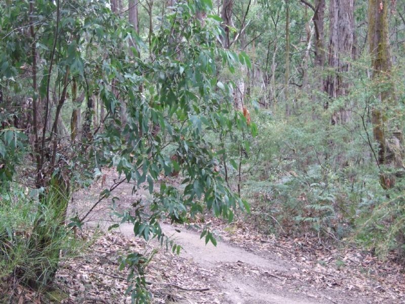 Lot Macintoshs Road, Boolarra VIC 3870