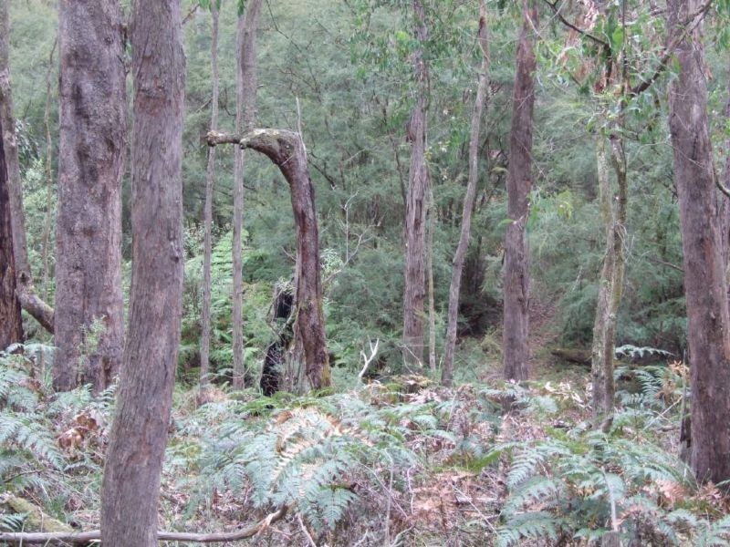 Lot Macintoshs Road, Boolarra VIC 3870