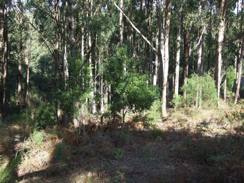 Lot 6 Wells Road, Mirboo North VIC 3871