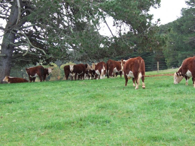 18 Bickertons Lane, Mirboo North VIC 3871