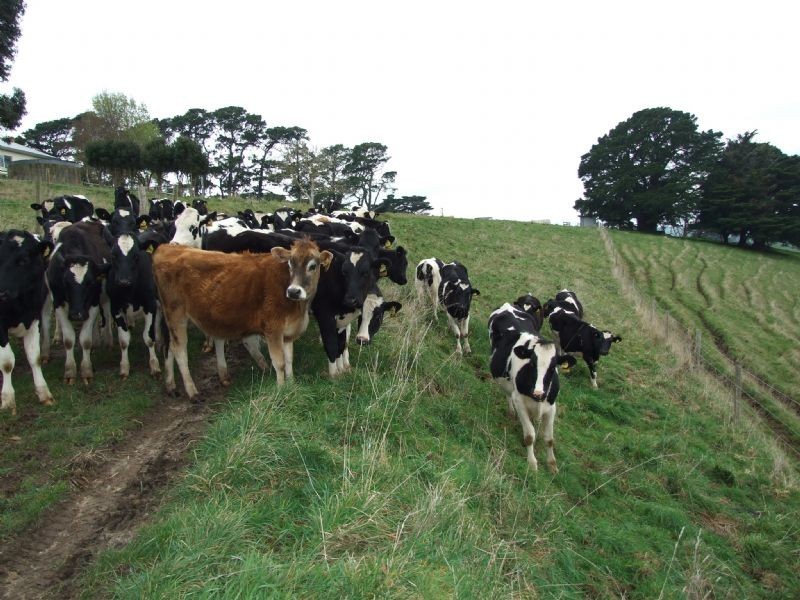 325 Old Yarragon Rd, Mirboo North VIC 3871