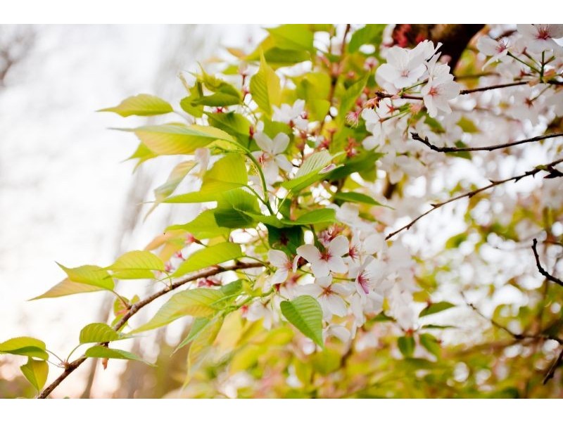 2 Balding Street, Mirboo North VIC 3871