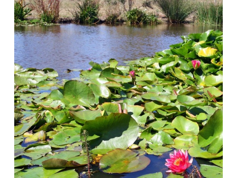 126 Cooks Road, Mirboo North VIC 3871