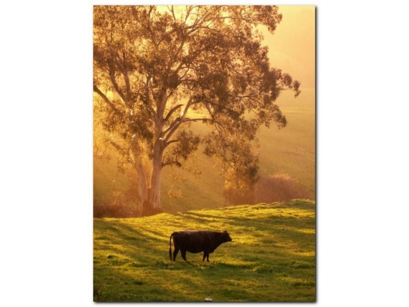 145 Peters Lane, Mirboo North VIC 3871