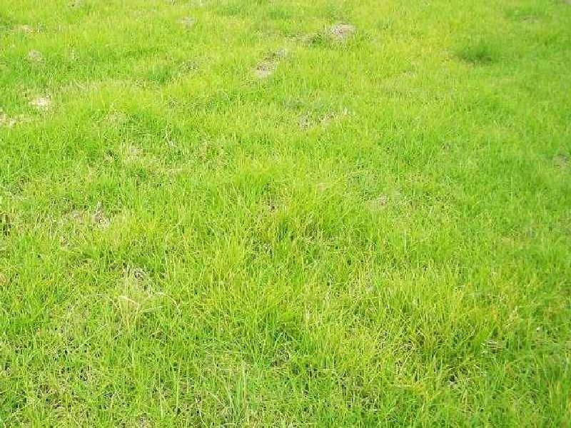 15 Cameo Court, Clifton Springs VIC 3222