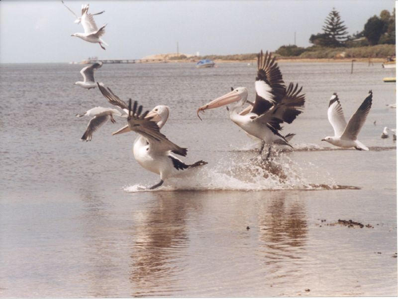 13 Mainsail Drive, St Leonards VIC 3223