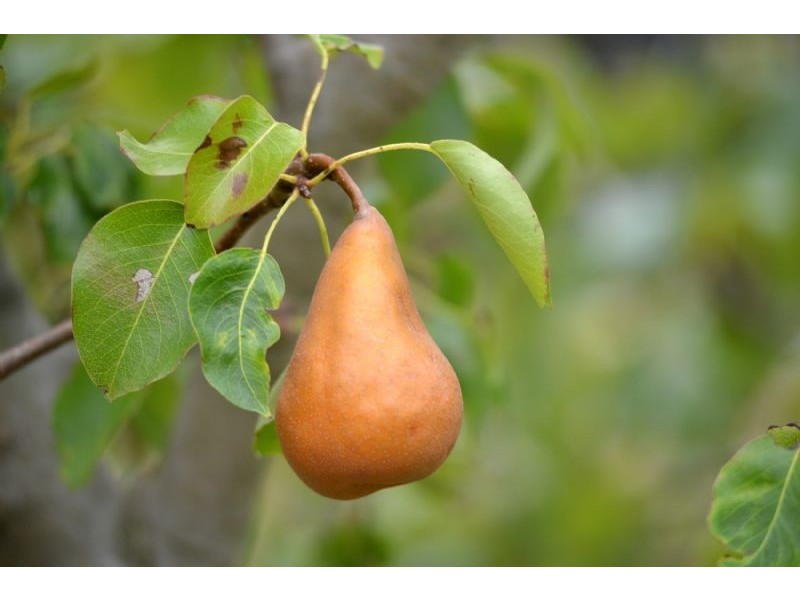 1121-1125 Murradoc Road, St Leonards VIC 3223