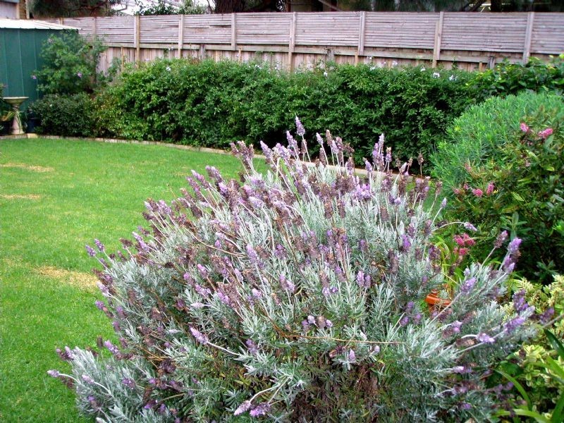 2/46 Regent Street, Belmont, Geelong VIC 3220