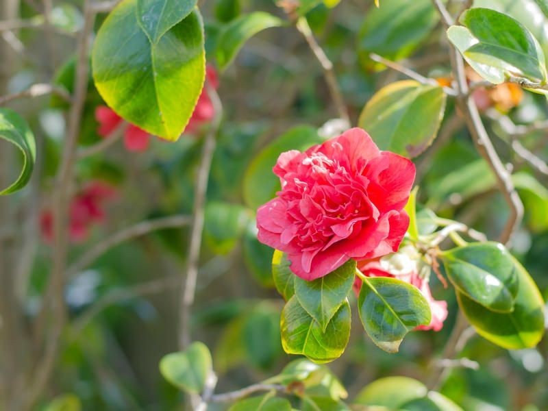 10 Manning Street, St Leonards VIC 3223