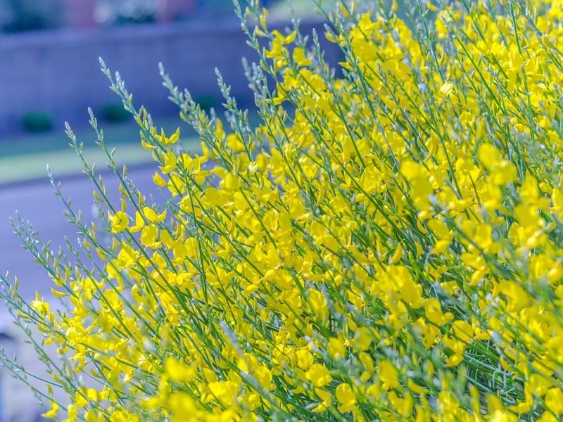 10 Manning Street, St Leonards VIC 3223