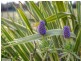 17 Seaforth Drive, Portarlington VIC 3223