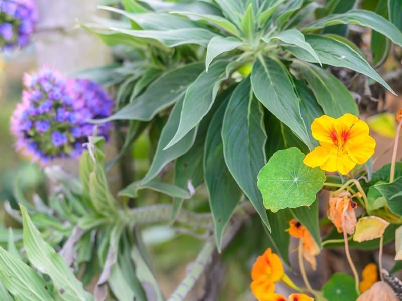 19 Jubilee Avenue, Indented Head VIC 3223