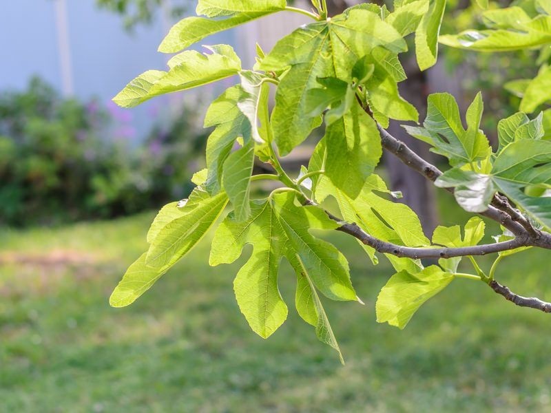 19 Jubilee Avenue, Indented Head VIC 3223