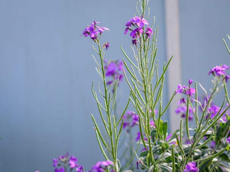 19 Jubilee Avenue, Indented Head VIC 3223