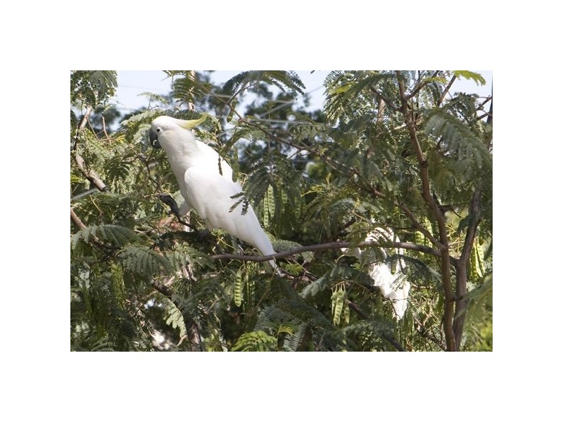 Ferntree Gully VIC 3156