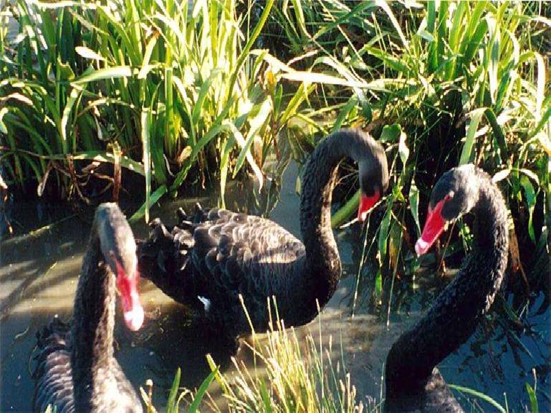 5 PARKHART CIRCLE, Sandhurst VIC 3977