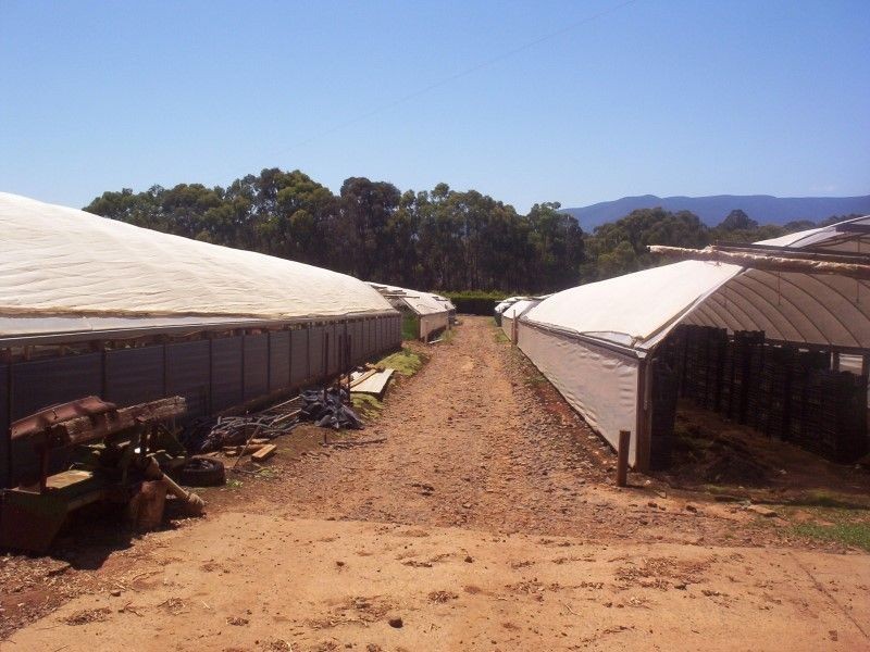 Hoddles Creek VIC 3139