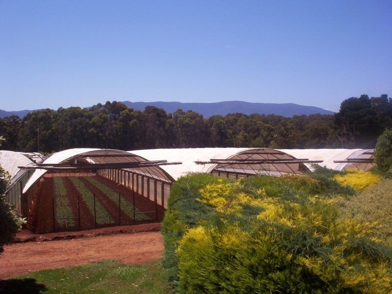 Hoddles Creek VIC 3139