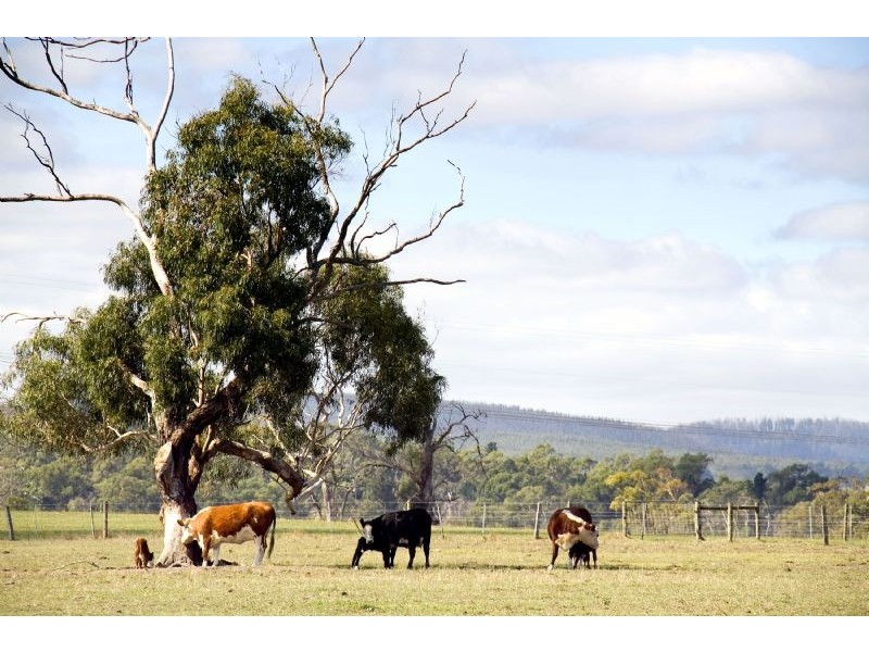 400 Firmins Lane, Hazelwood North VIC 3840