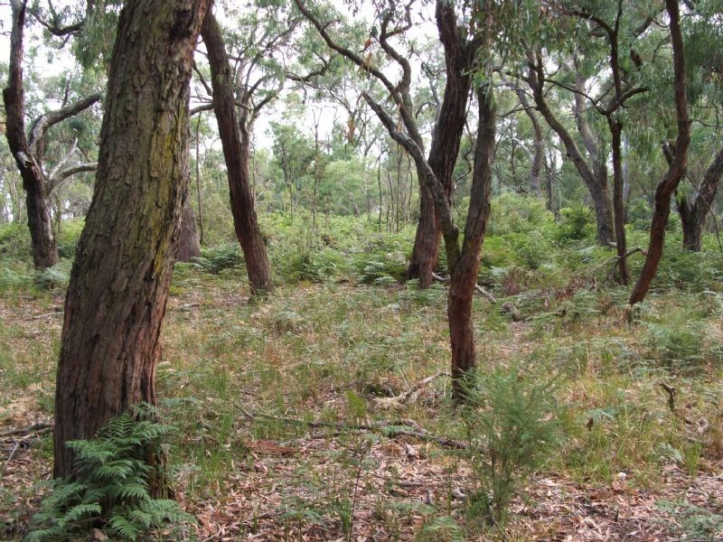 Ripplebrook VIC 3818