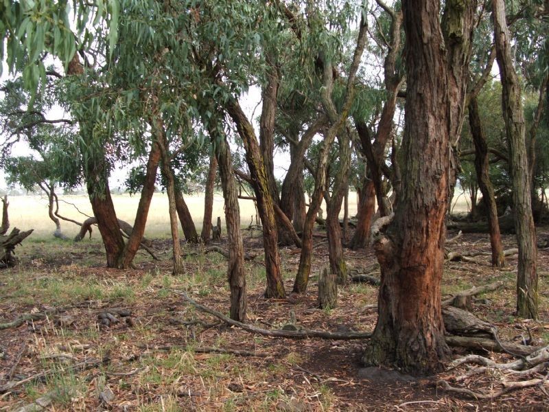 Ripplebrook VIC 3818