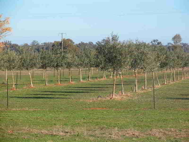 Lot Lot 2, – Corona Road, Corowa NSW 2646