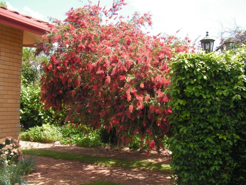 33 Tower Street, Corowa NSW 2646