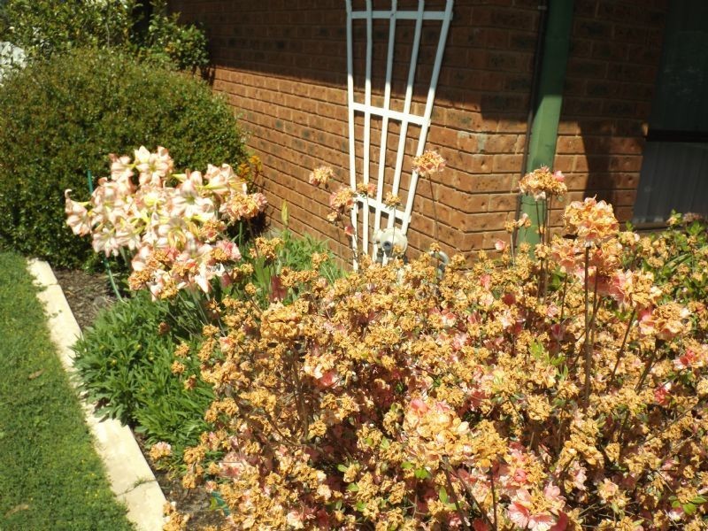 227 Church Street, Corowa NSW 2646