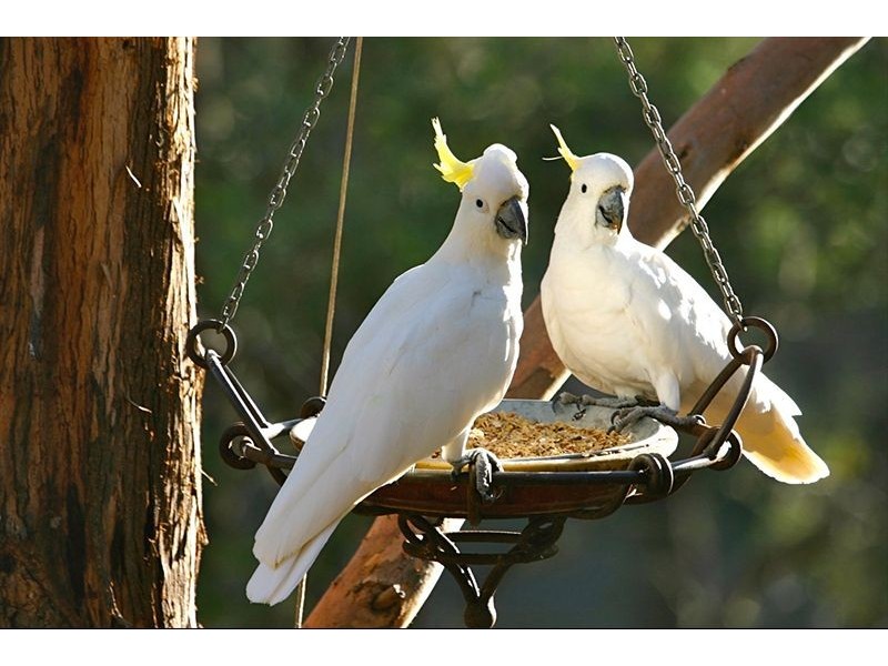 99 Woolnoughs Road, Daylesford VIC 3460