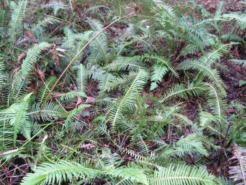 Lot 10, 34 Lynch’s Road, Bullarto South VIC 3461