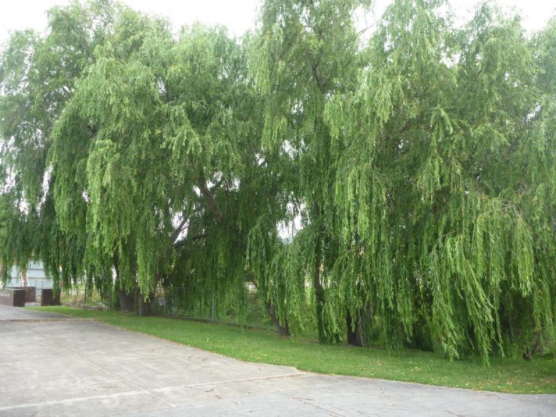 5/65 Dromana Parade, Safety Beach VIC 3936