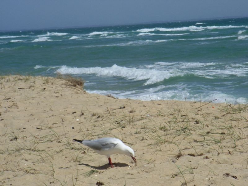 31A Marine Drive, Safety Beach VIC 3936