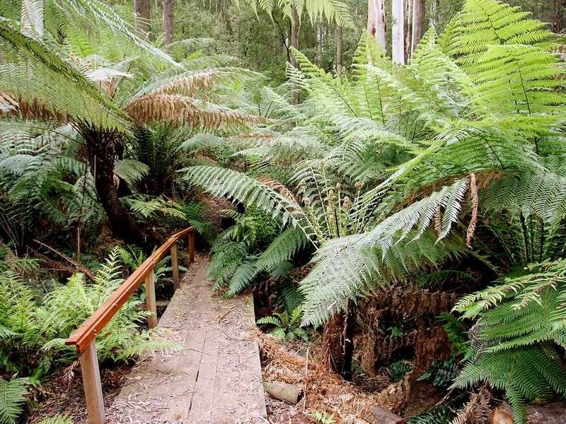 635 Beenak East Road, Gembrook VIC 3783