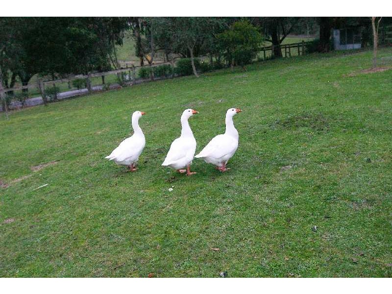 22 Yuruga Drive, Macclesfield VIC 3782