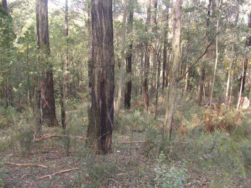 Lot 36 Mountain Road, Cockatoo VIC 3781