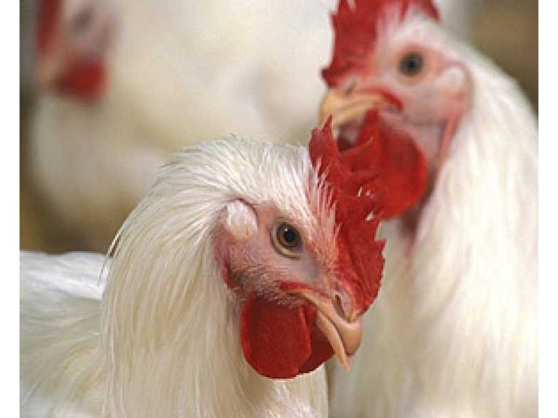 485 Evans Road, Cockatoo VIC 3781