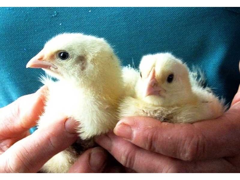 485 Evans Road, Cockatoo VIC 3781